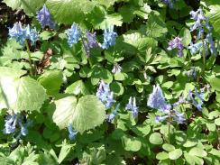 エゾエンゴサク