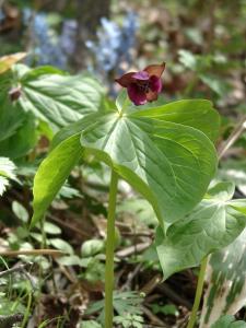 えんれいそう赤